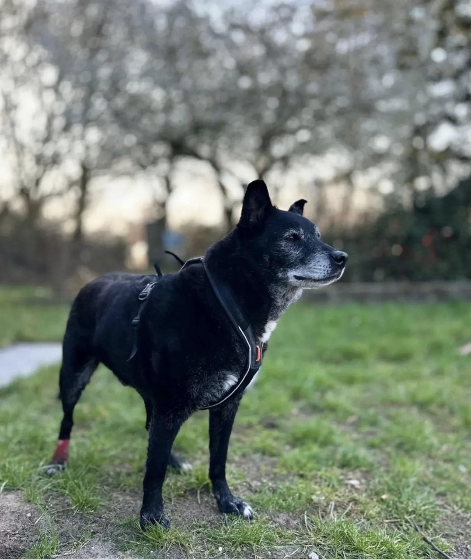 Max, Camilla's 10-year-old rescue dog